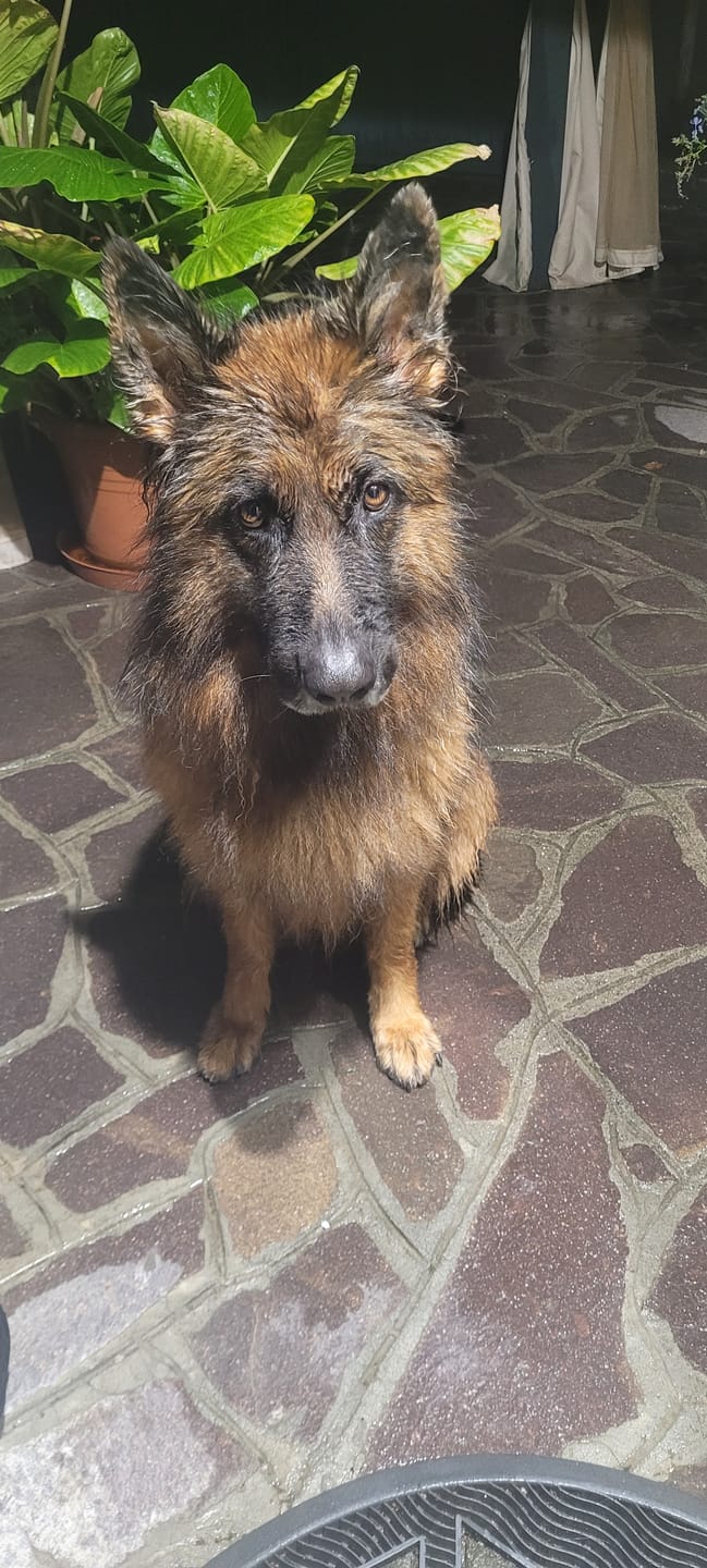 Customer photo review of THERZYME (500 gr) – Mangime per Salute Pancreatica Di Cani e Gatti