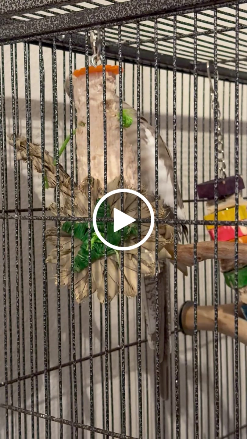 Customer video review of Sola Balsa Ring by Super Bird Creations