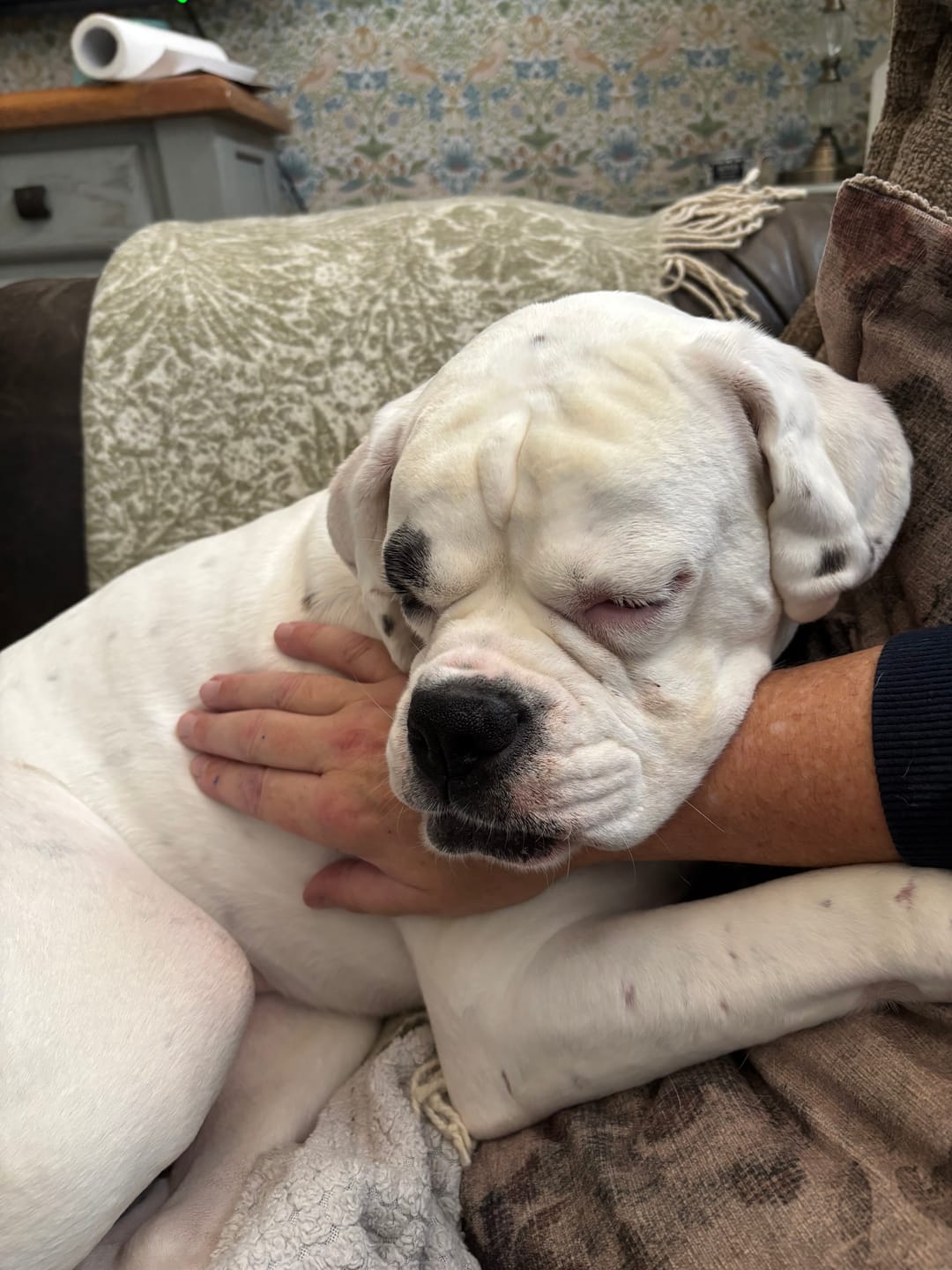 Customer photo review of Organic Hemp Oil 100% Natural Daily Calming Supplement for Dogs & Cats