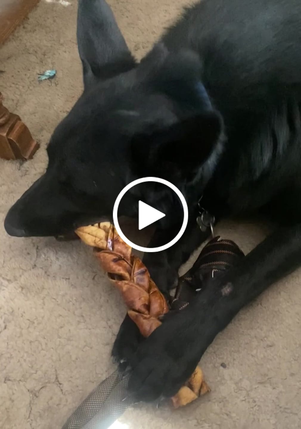 Customer video review of 12 Inch Thick Braided Bully Stick