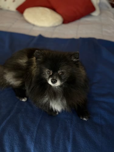 Le spitz Poméranie d'un client, mentionné dans l'avis sur le collier PuppySafe, couché sur une couverture bleue.