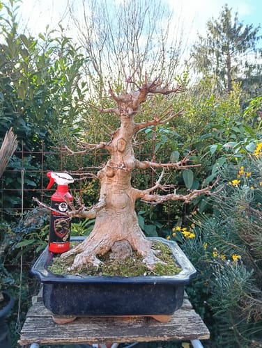 Customer photo review of AUTUNNO PACK