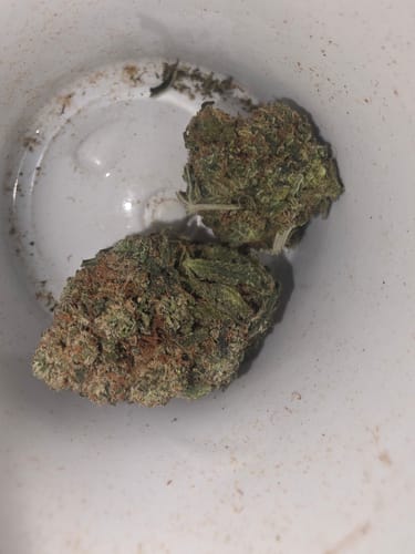 Customer photo review of Purple Push Pop -THCa Flower