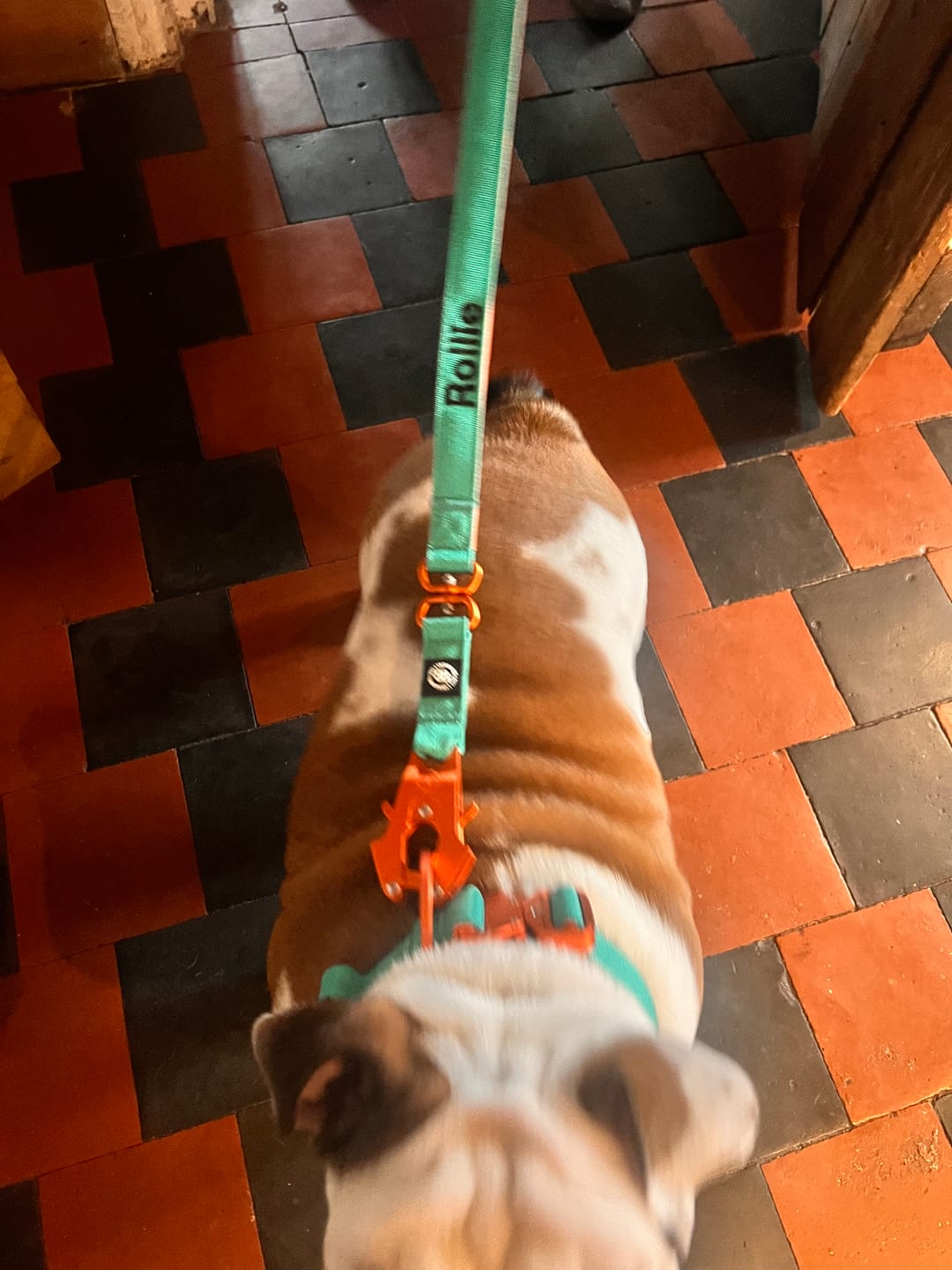 Customer photo review of 1.4m Lighter Swivel Combat Lead | Anti-Tangle & Secure Clip - Turquoise x Orange