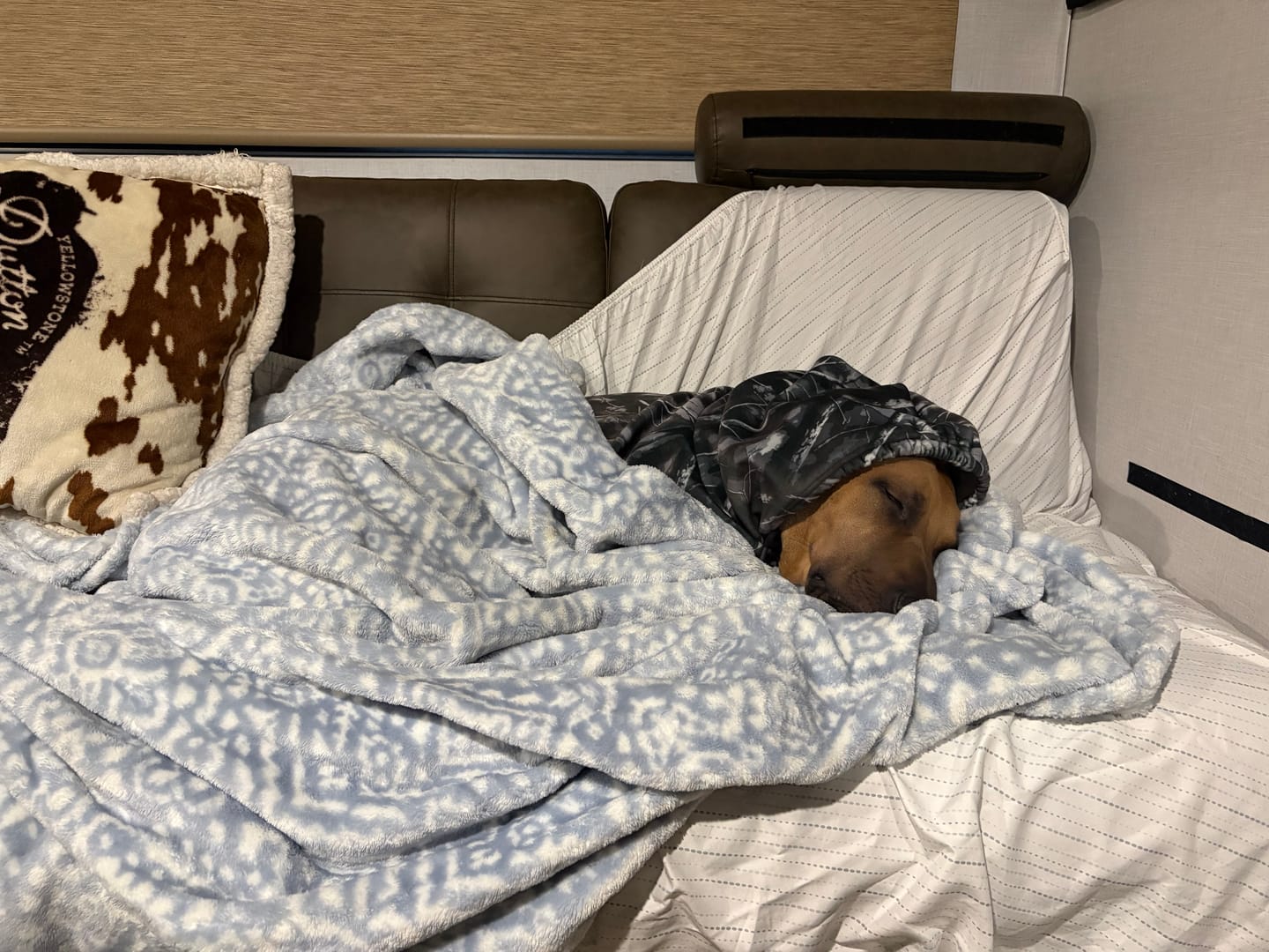 Customer photo review of Concrete Wood Dog Hoodie - Asphalt