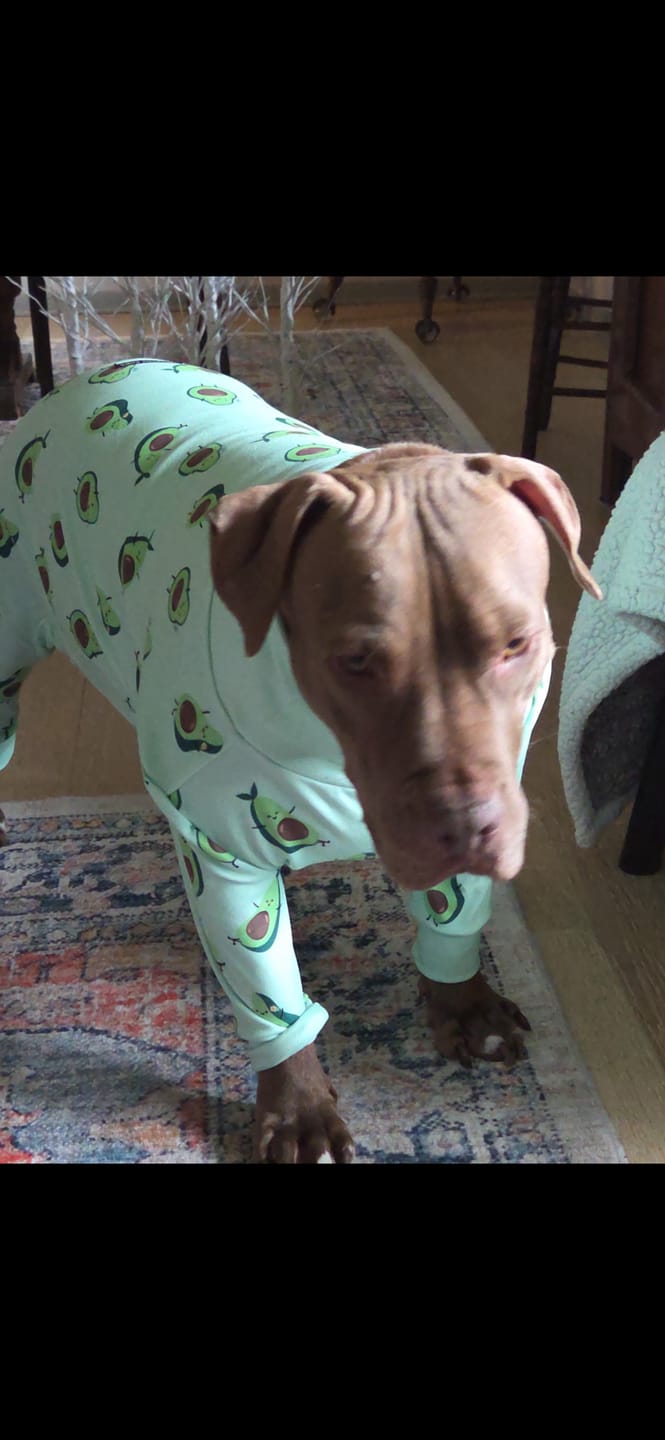 Customer photo review of Dog Pajama - Avocado