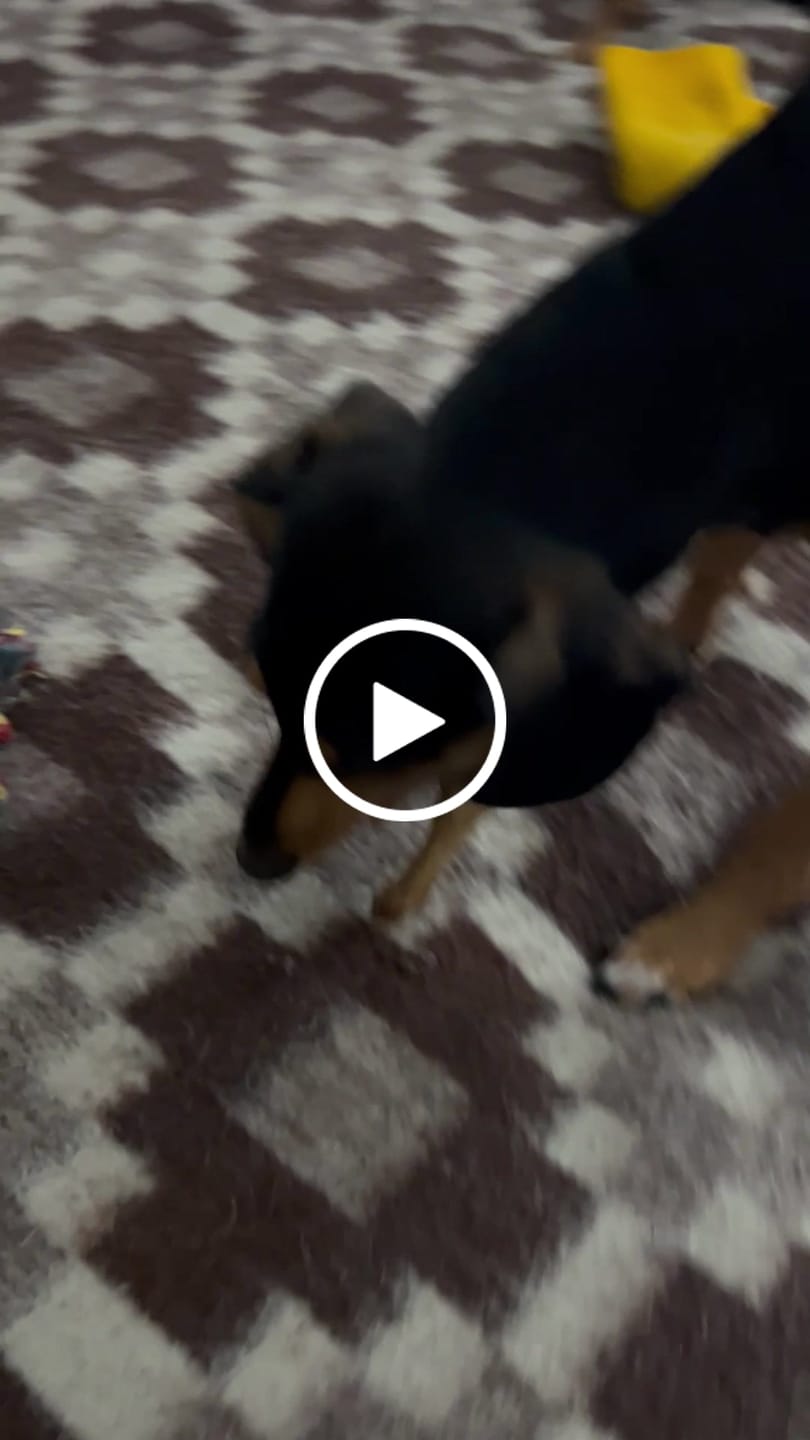 Customer video review of Patas de pollo  - Pack 60 unidades