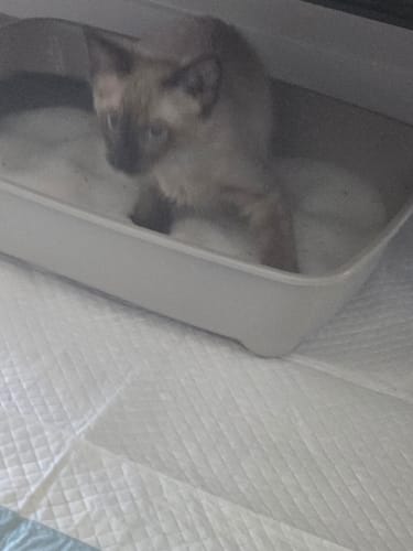 Customer photo review of Fit Litter