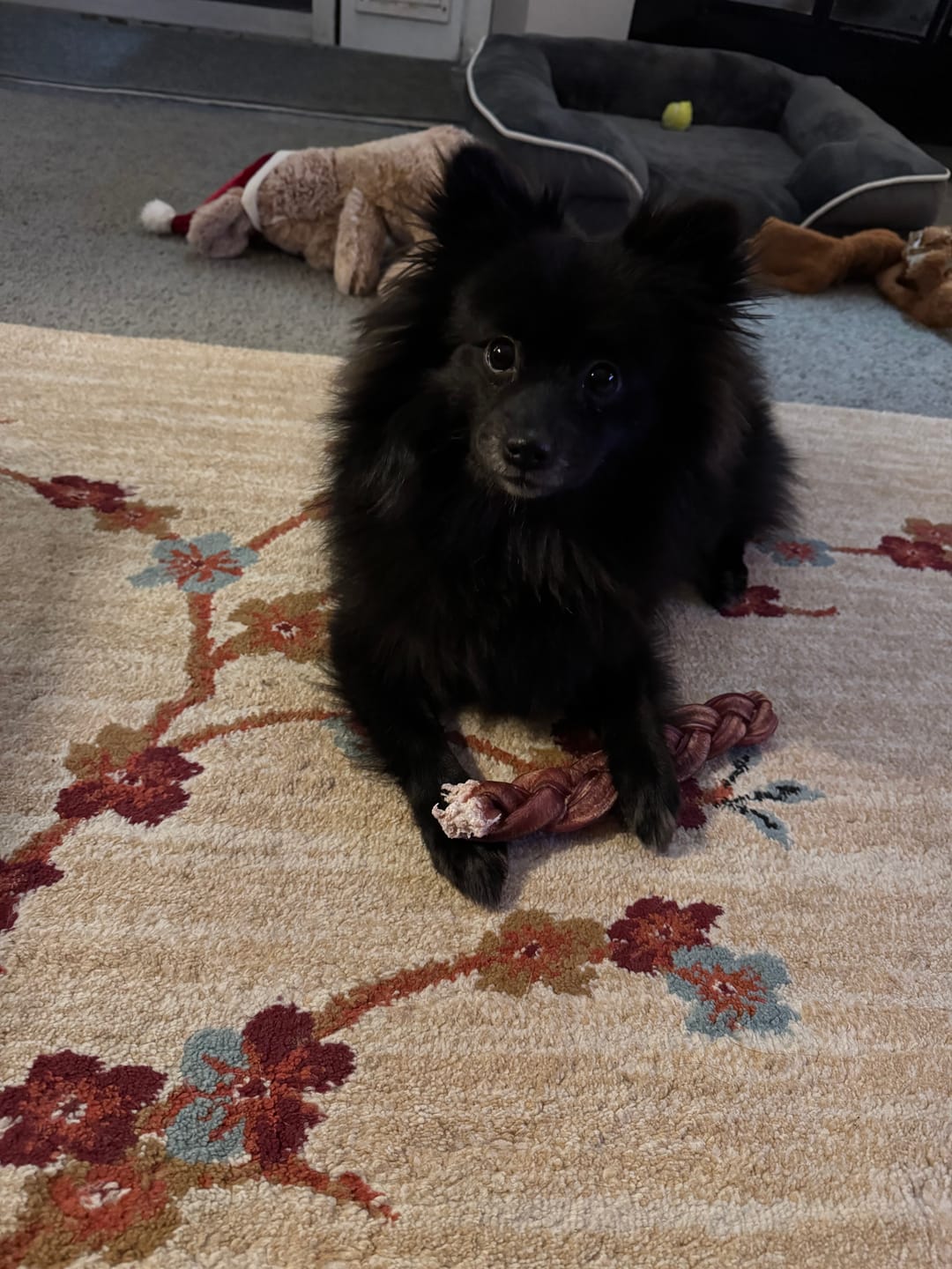 Customer photo review of 12 Inch Monster Braided Bully Stick