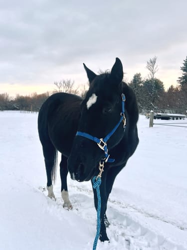 Customer photo review of iCavalos - Horse halter - Preorder