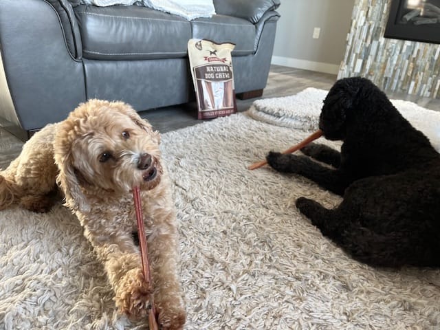 Customer photo review of 12 Inch Standard Bully Stick
