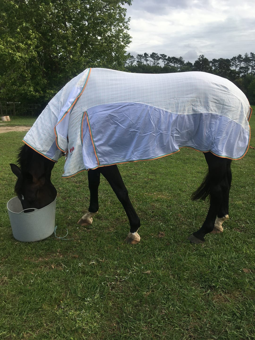 Customer photo review of Zilco Econo Hybrid Combo Rug