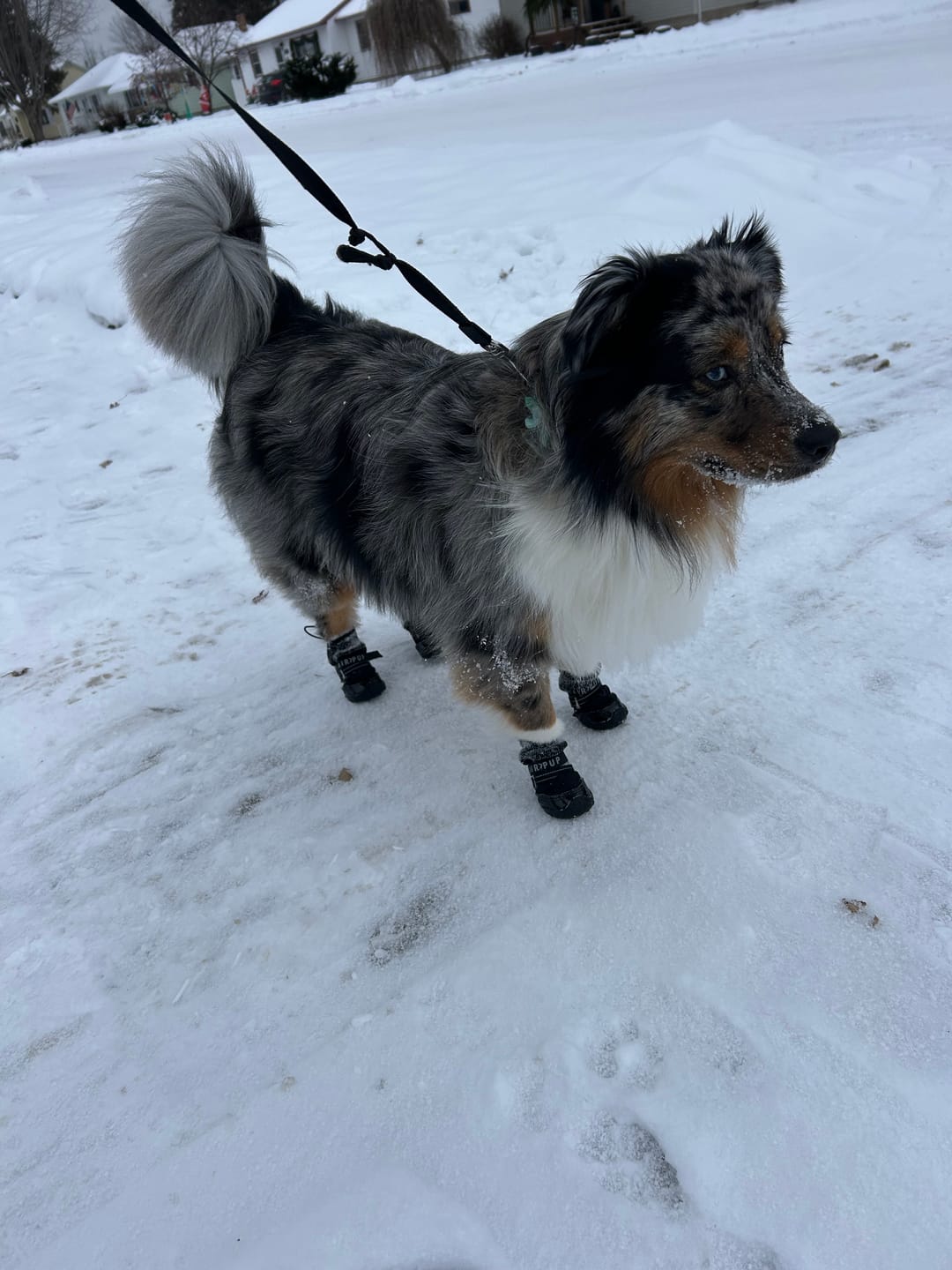 Customer photo review of AIR PUP SOCKS / BOOT LINERS