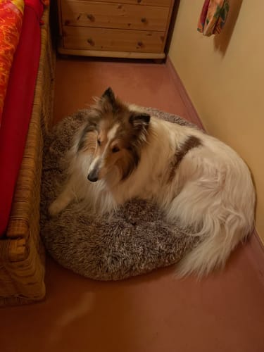 Customer photo review of Hundebett - Katzenbett rund Wuscheldonut