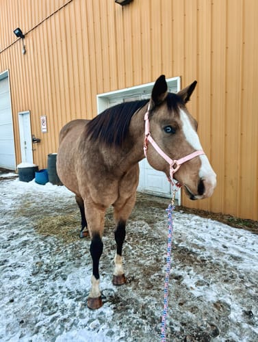 Customer photo review of iCavalos - Horse halter - Preorder