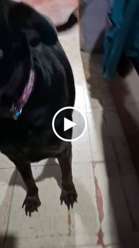 Customer video review of Collar personalizado para Mascota: Corazones