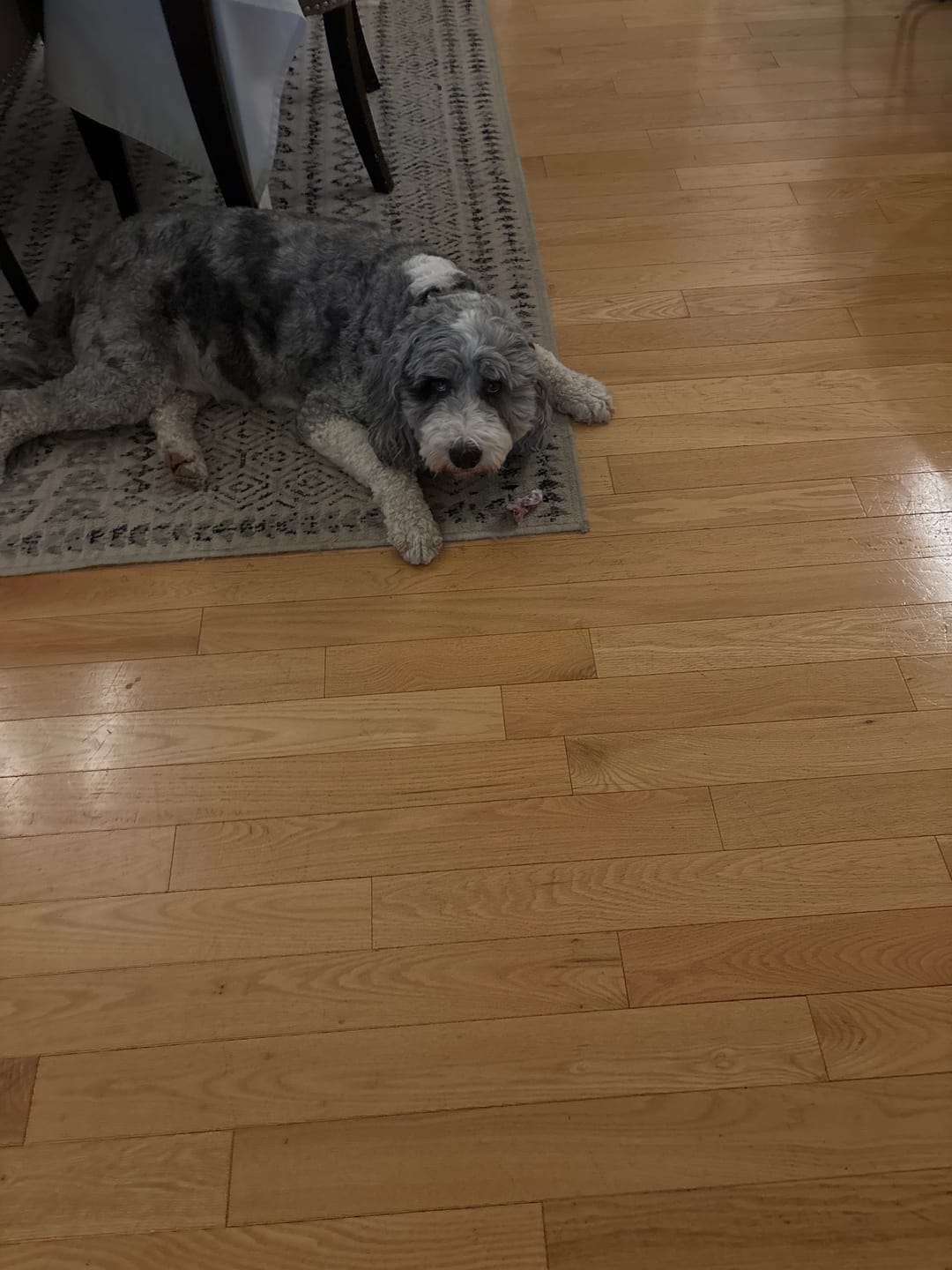 Customer photo review of Large Bully Stick Ring