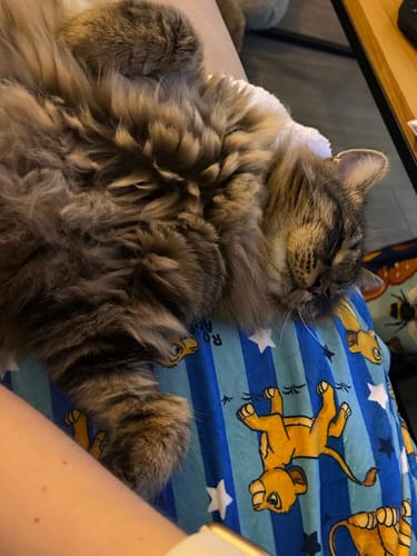 Customer photo review of Disney© Dog Blanket - Simba