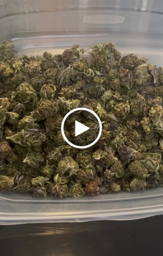 Customer video review of Bulk THCA Flower Pounds