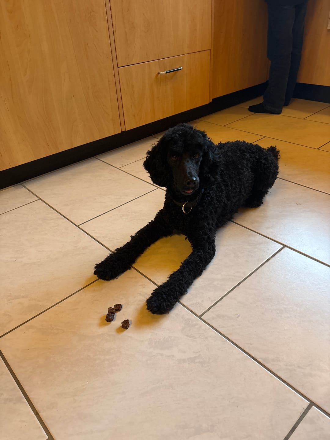 Customer photo review of Nutridog-Leckerlies und Kausnacks für Hunde