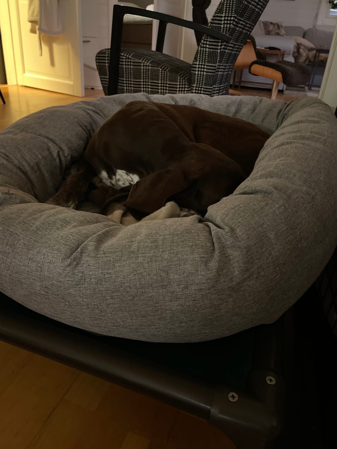 Customer photo review of CalmBed - Pälsfritt Överdrag