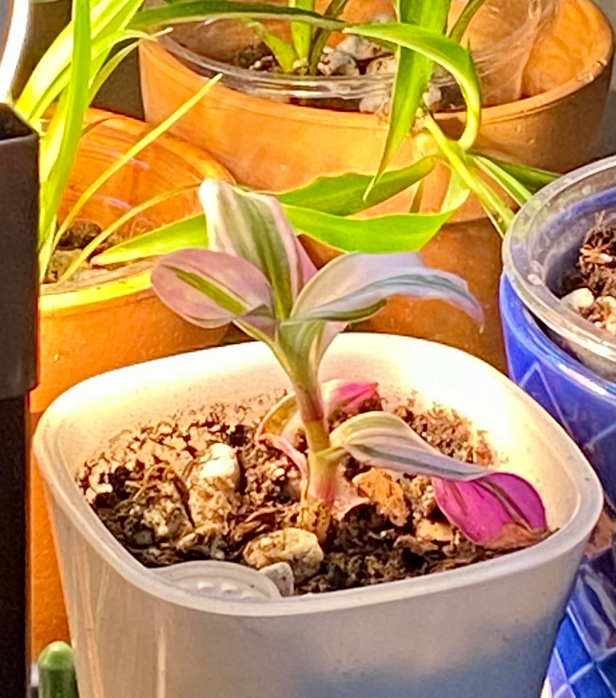 Customer photo review of Rare Tradescantia Nanouk Lilac Plant | Rare Tradescantia Pot | Rare Pink Wandering Jew | Easy care hardy indoor houseplant in a nursery pot