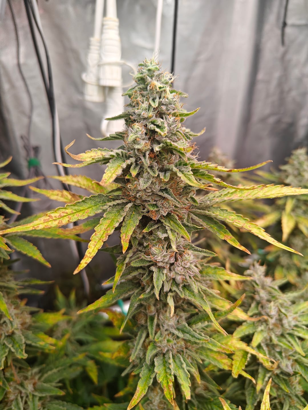 Customer photo review of Hanfstecklinge | Frozen Black Cherry