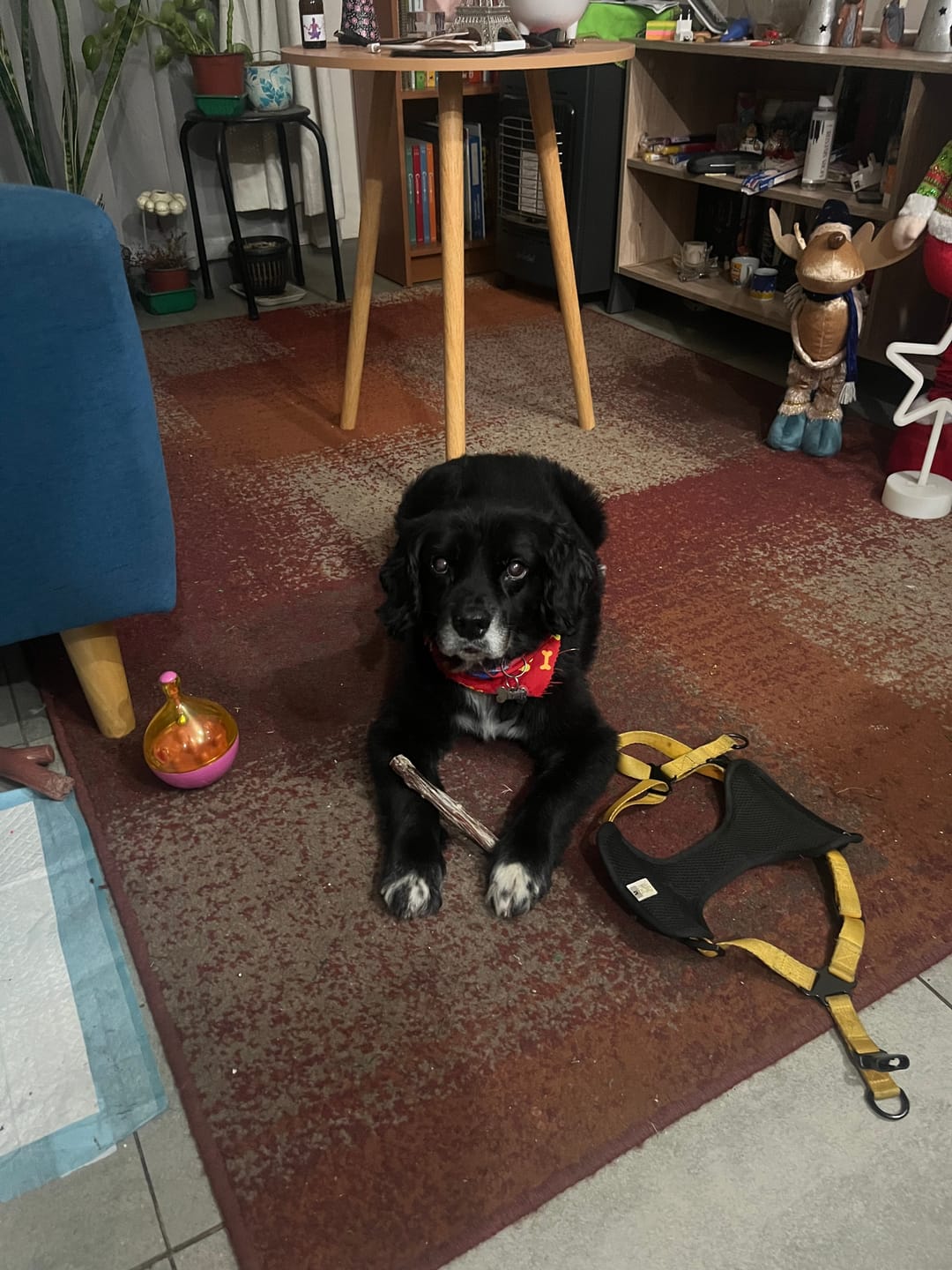 Customer photo review of Bully Stick