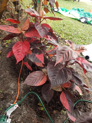 Customer's Red Copperleaf shrub with large, colorful leaves planted in a garden.
