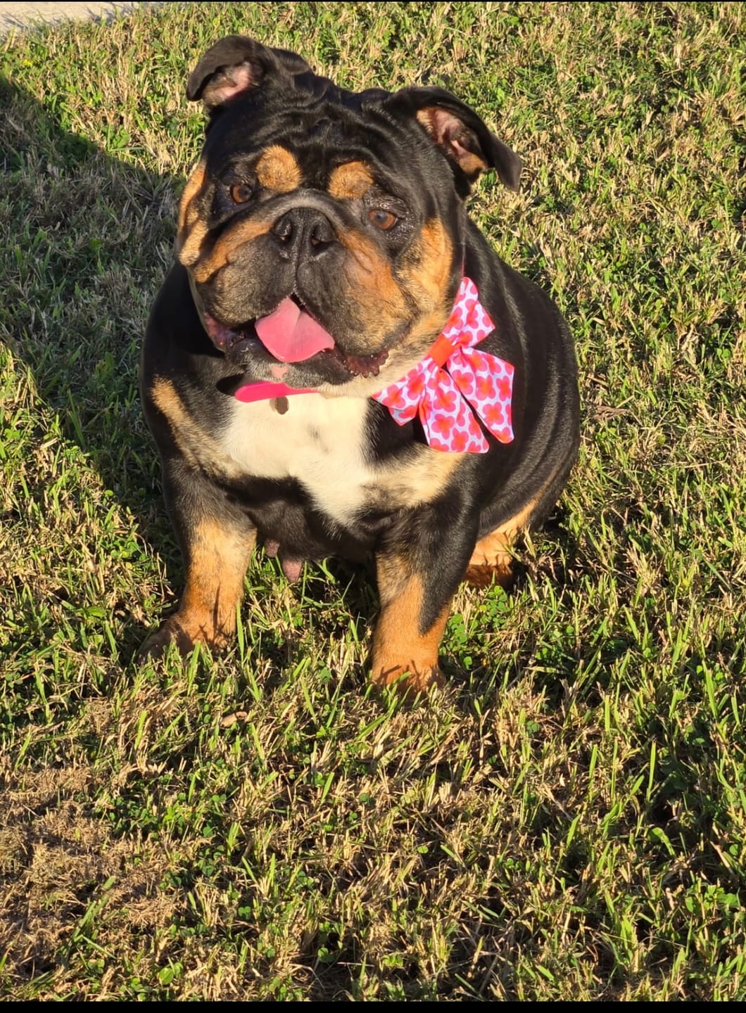 Customer photo review of Malibu Doll - Dog Collar