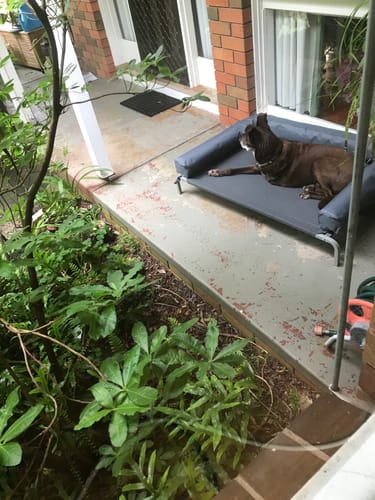 Customer's dog resting comfortably on the grey elevated dog bed on an outdoor patio.