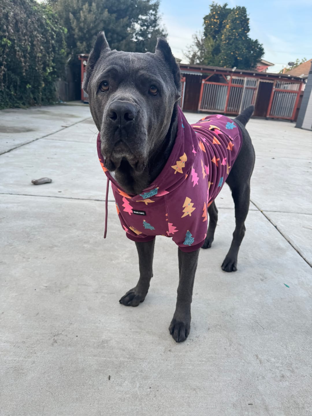 Customer photo review of Christmas Dog Hoodie - Candy Trees