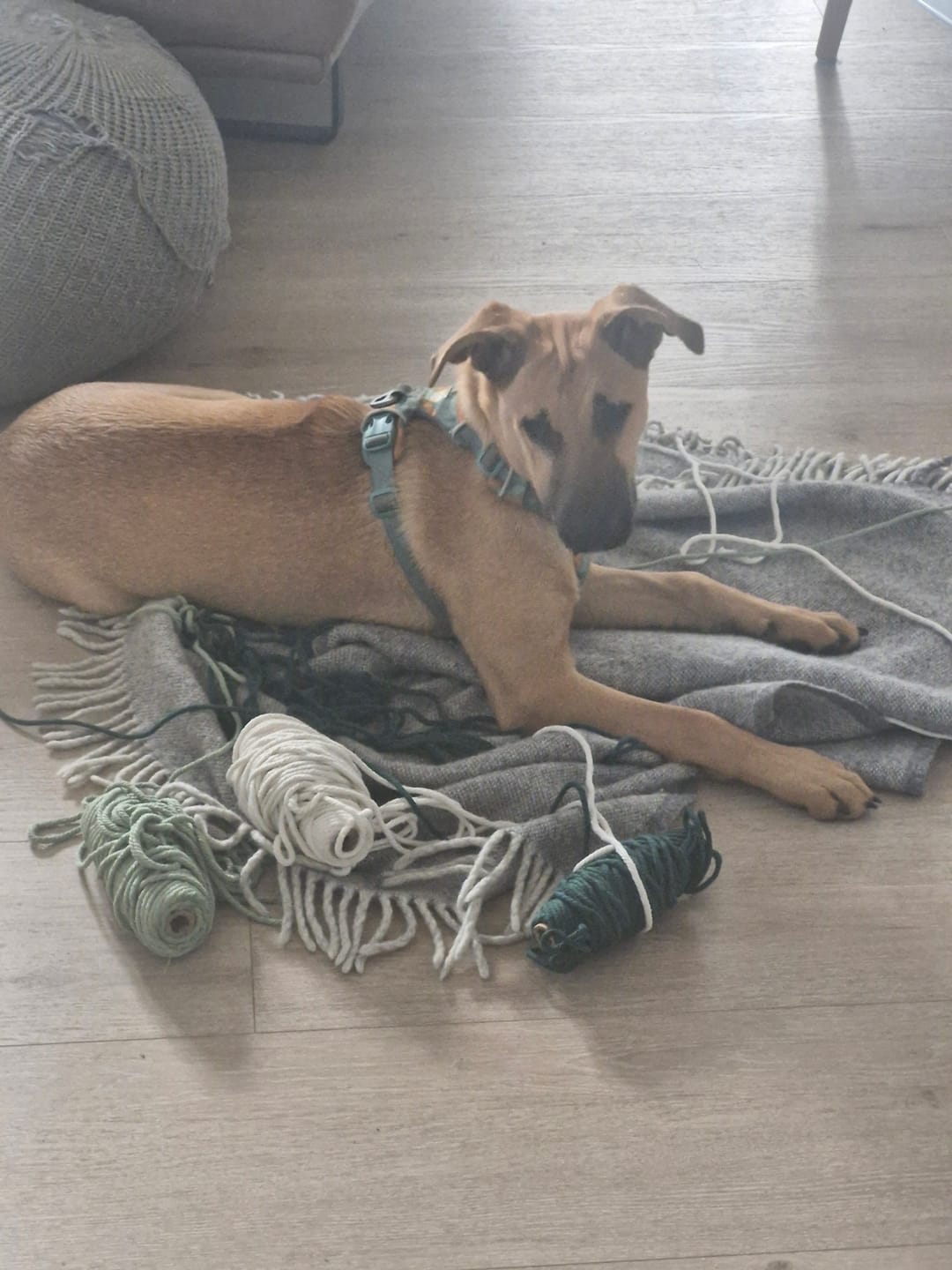 Customer photo review of DNA Test Rassebestimmung Pro Hund