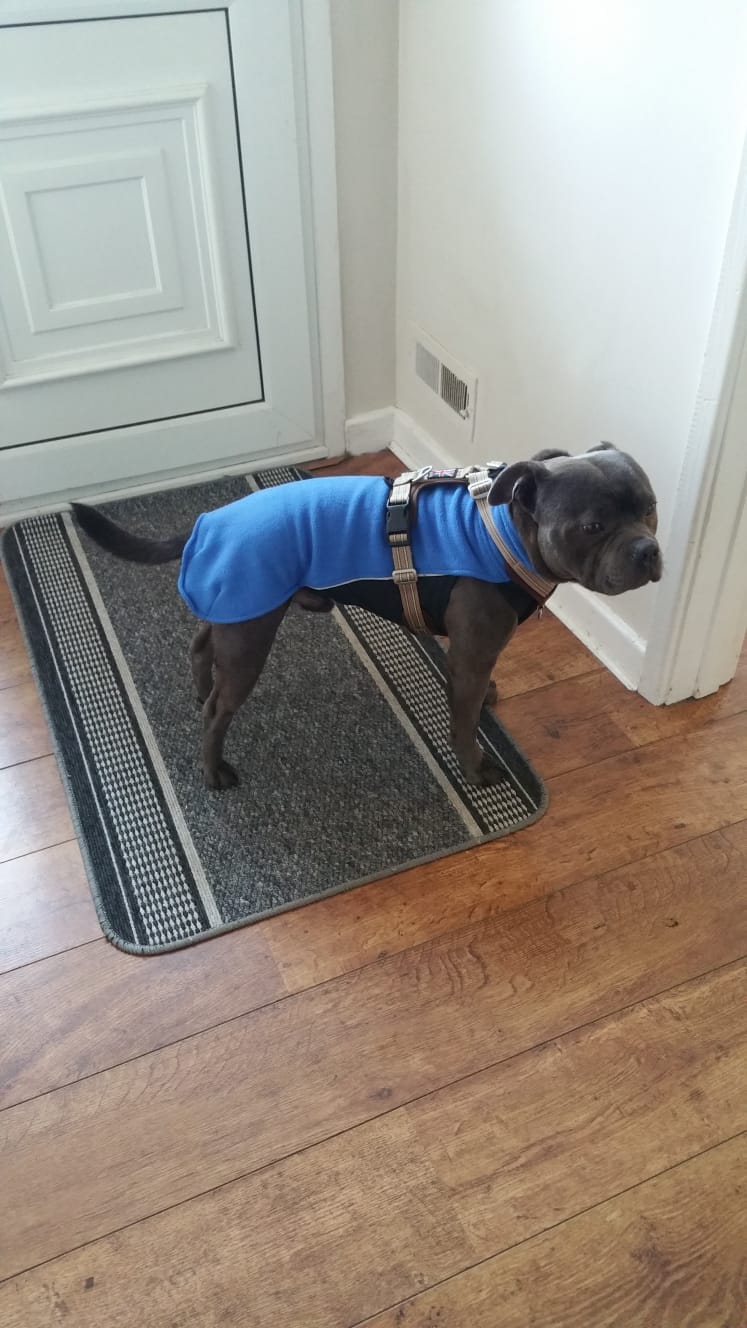 Customer photo review of Staffordshire Bull Terrier 1935® Fleece Coat - Royal Blue