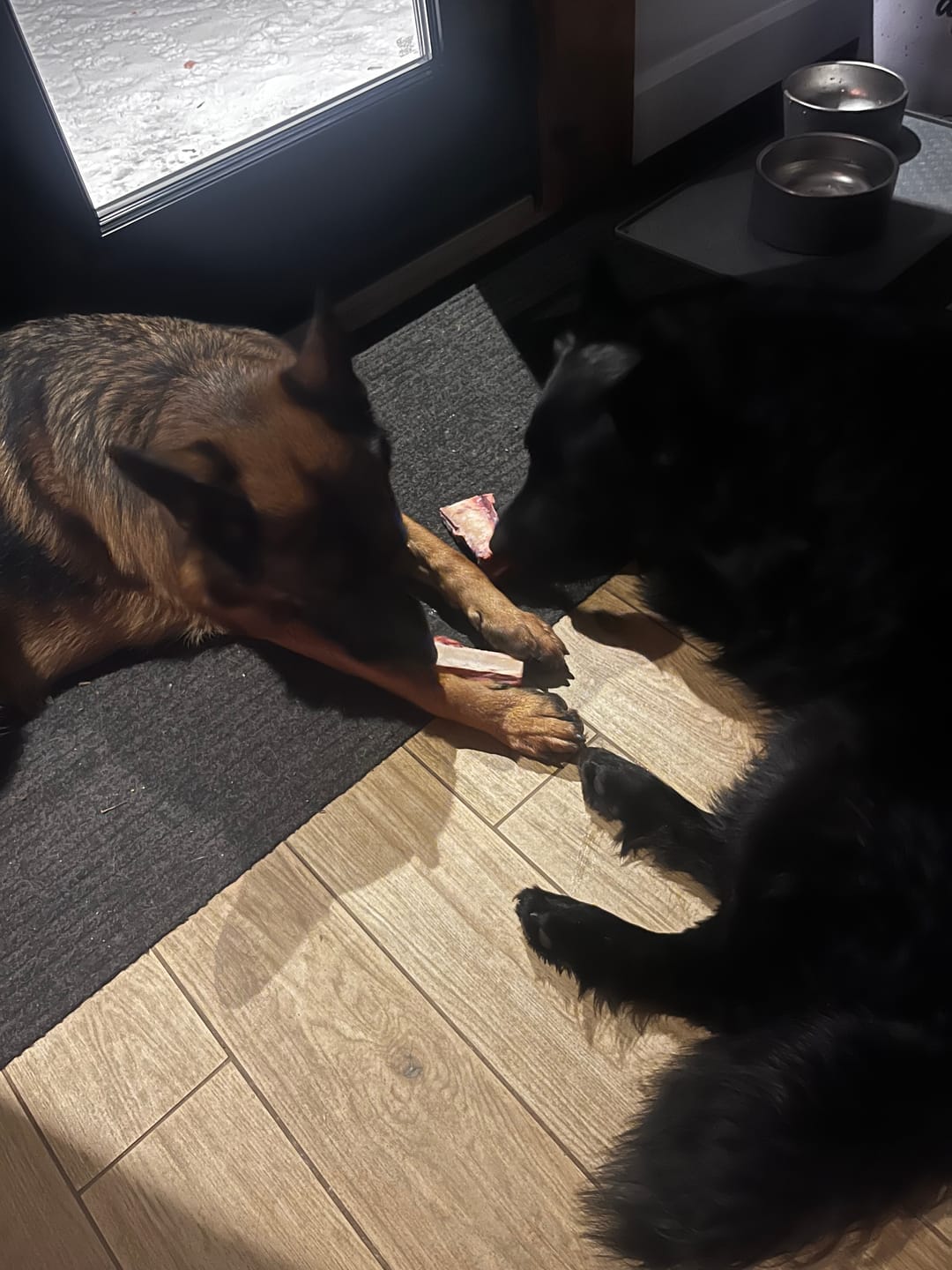 Customer photo review of K9 Choice - Os pour chien congelé - 3lb