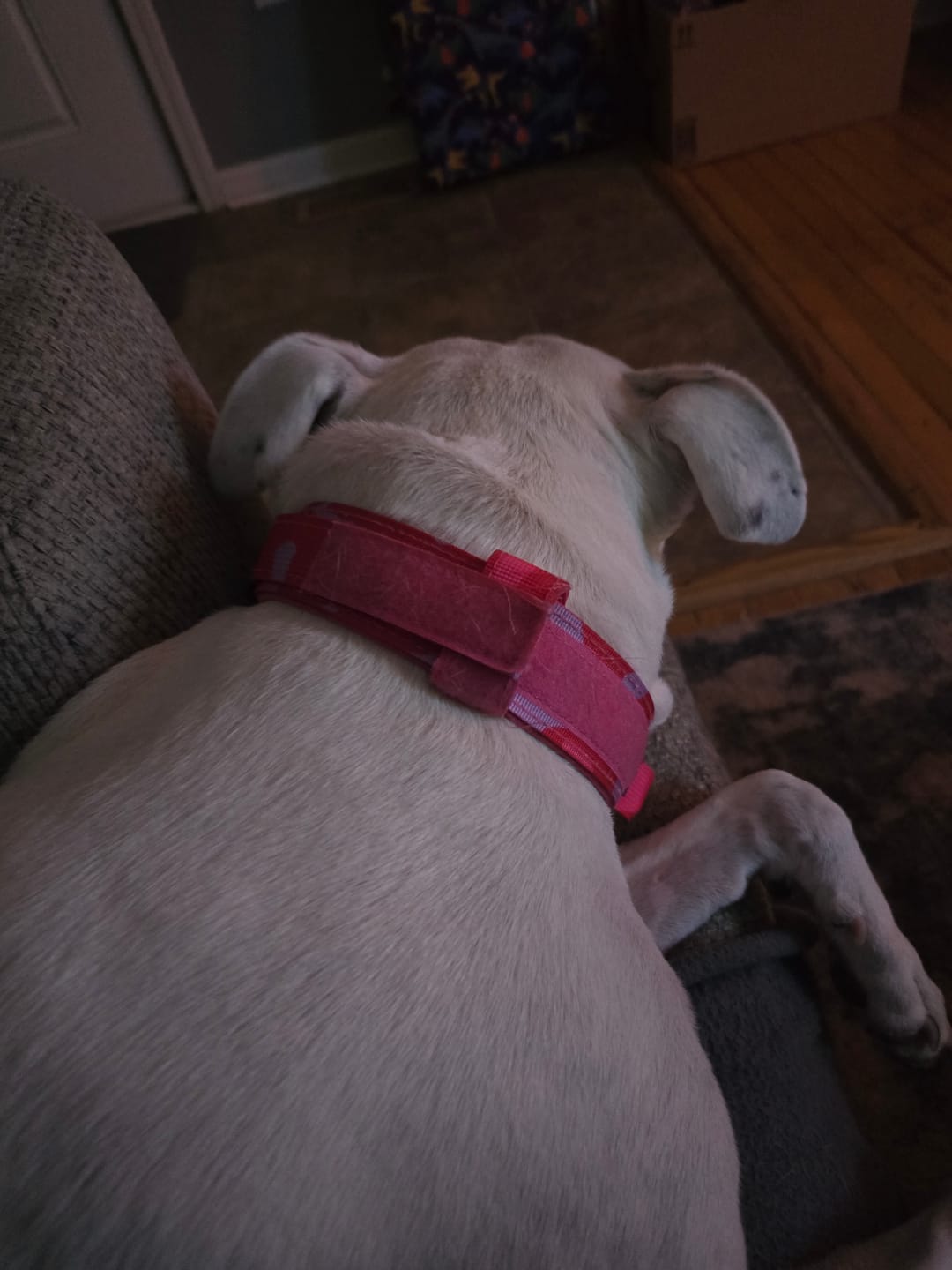 Customer photo review of Metal-Buckle Tactical K9 Dog Collar With Hook & Loop Panel & Top Handle