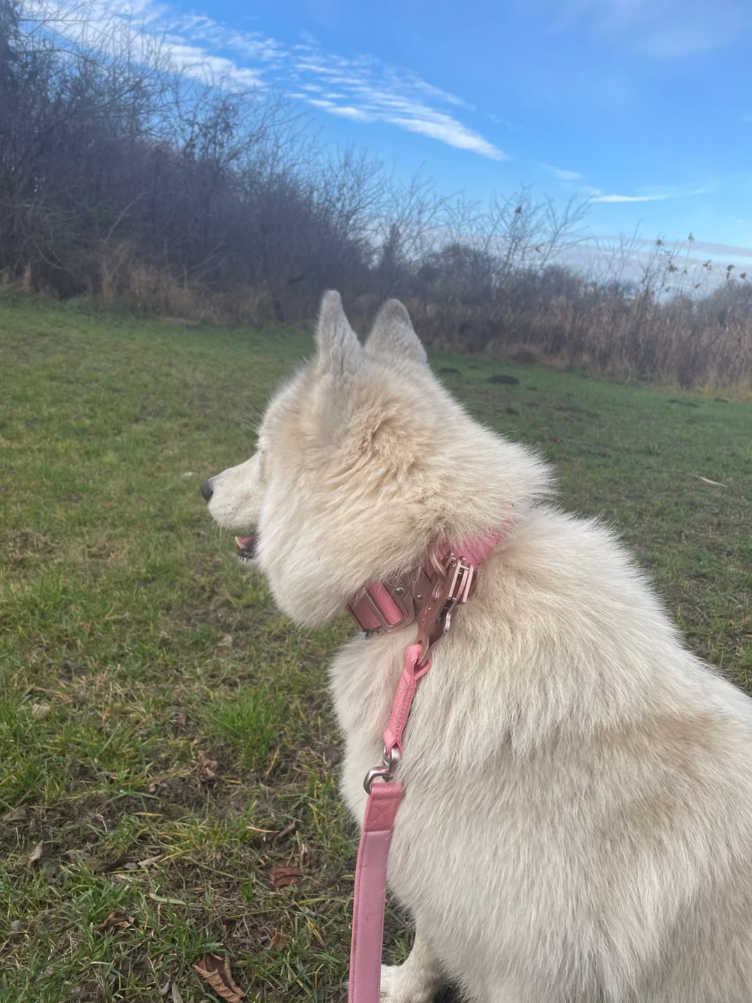 Customer photo review of 1.4m Lighter Swivel Combat Lead | Anti-Tangle & Secure Clip - Pink x Pink