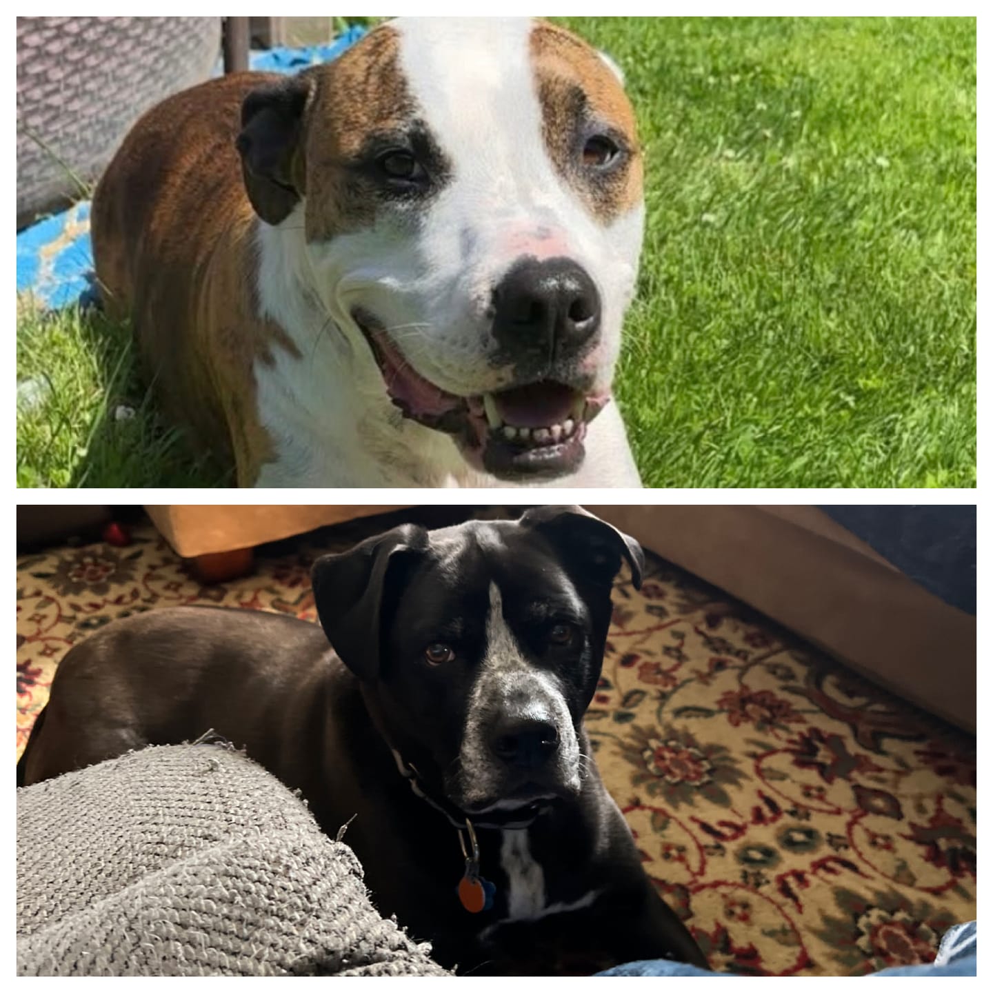 Customer photo review of Beef Jerky Treats for Dogs