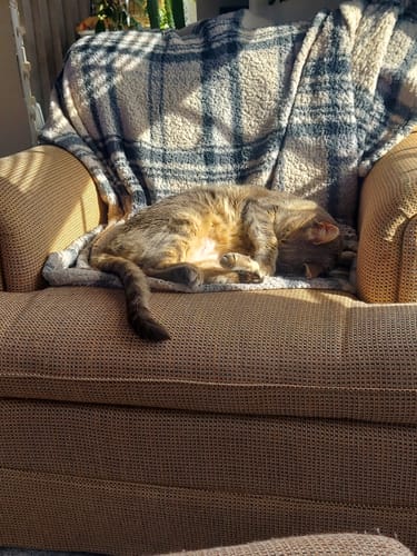 Customer photo review of 2x Blisso Advanced Cat Probiotic | Cat Probiotic for Diarrhea & Kidney Support