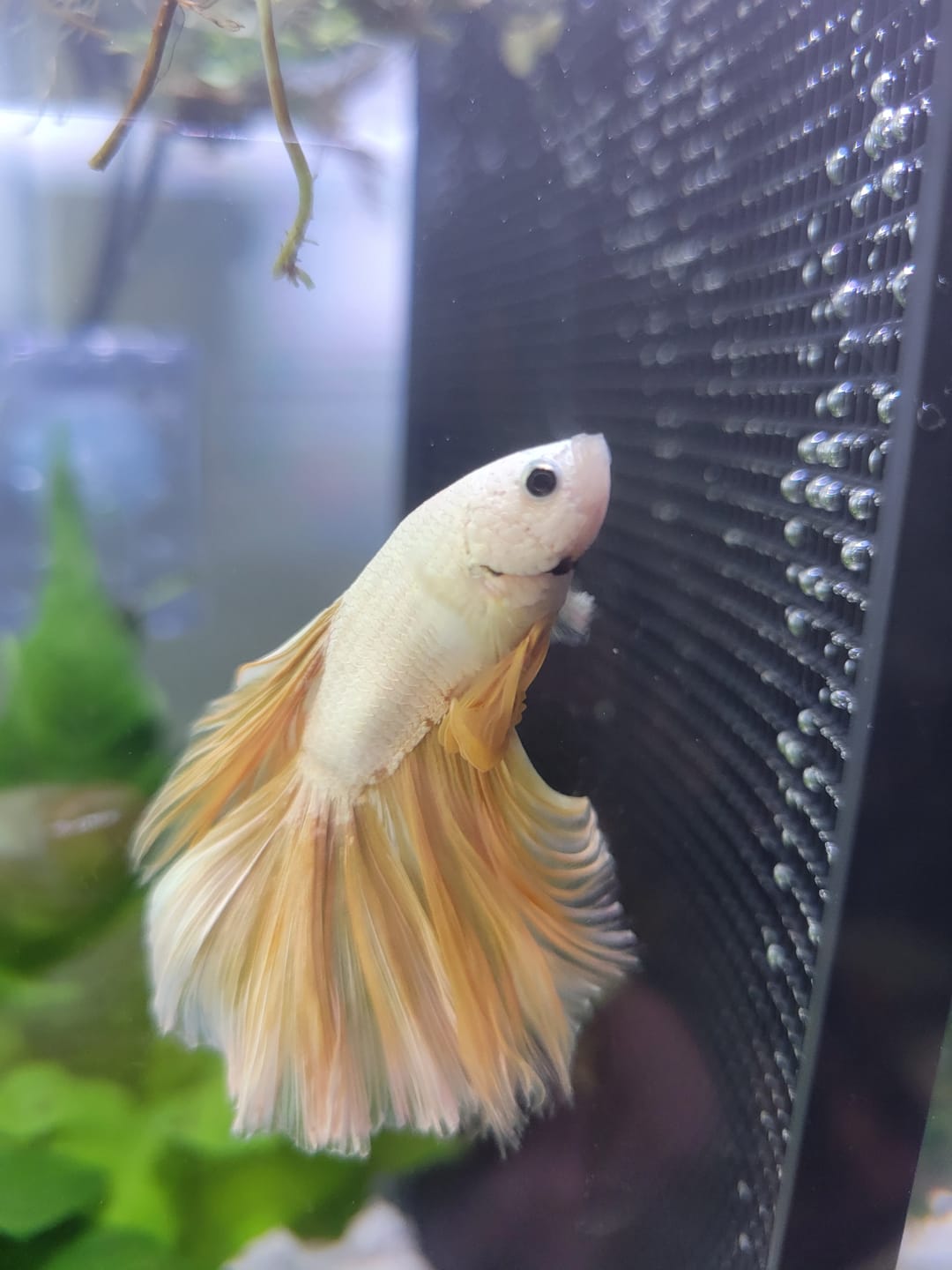 Customer photo review of Yellow Dragon Halfmoon Male Betta Fish
