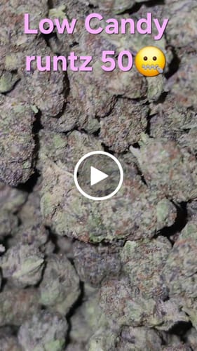 Customer video review of Gorilla Glue Minis - Bulk Minis - Hybrid