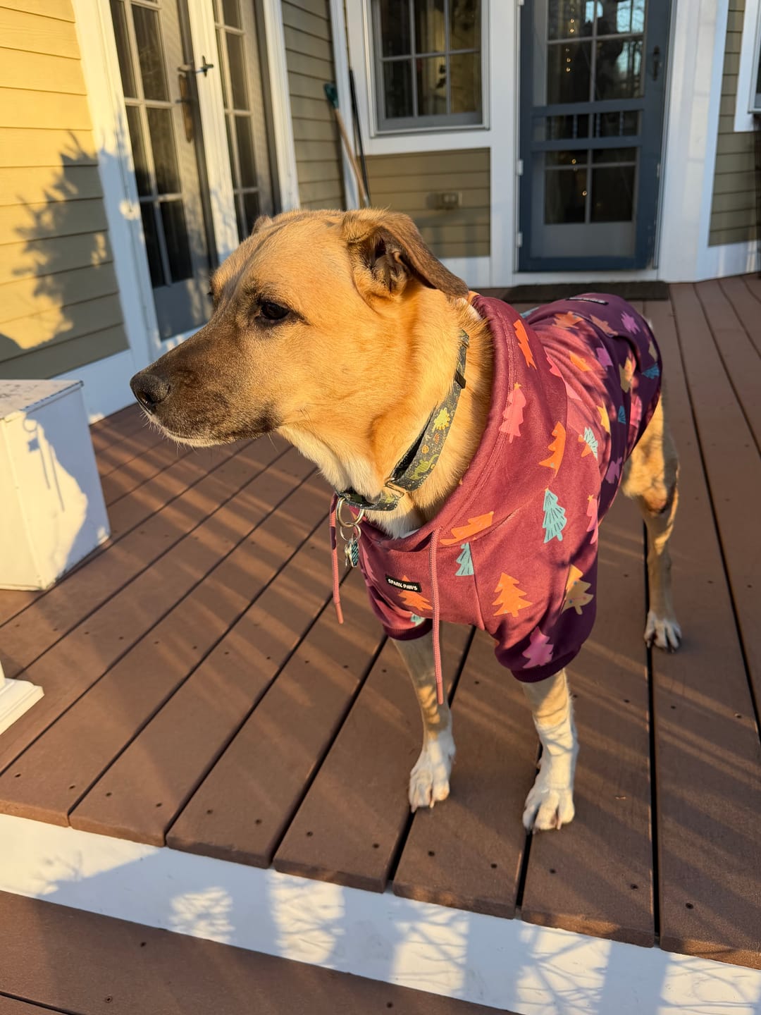 Customer photo review of Christmas Dog Hoodie - Candy Trees