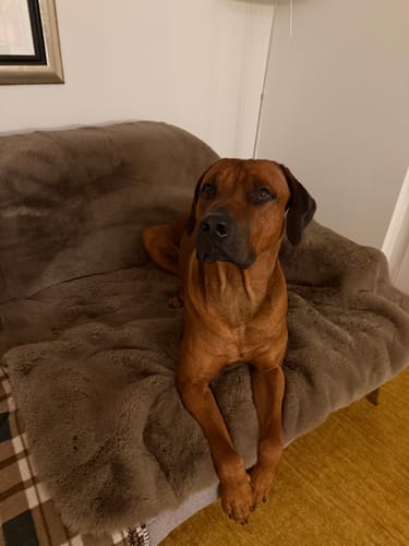 Kundenbewertung mit Foto zu CAILY | Hundedecke & Sofaschutz – Wasserdicht, waschbar & super weich