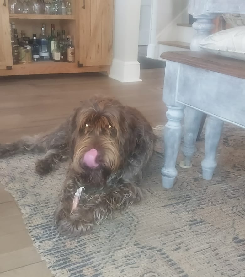 Customer photo review of 6 Inch Thick Bully Stick