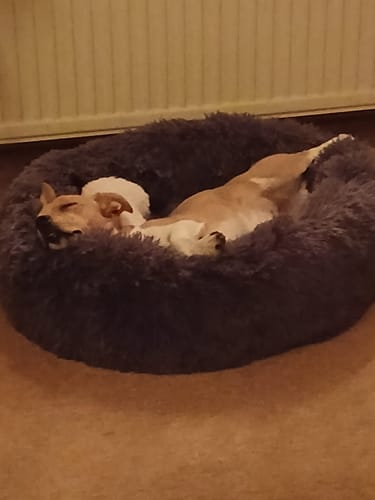 Customer photo review of Puppery Hundebett Wolke 7 - Das Original