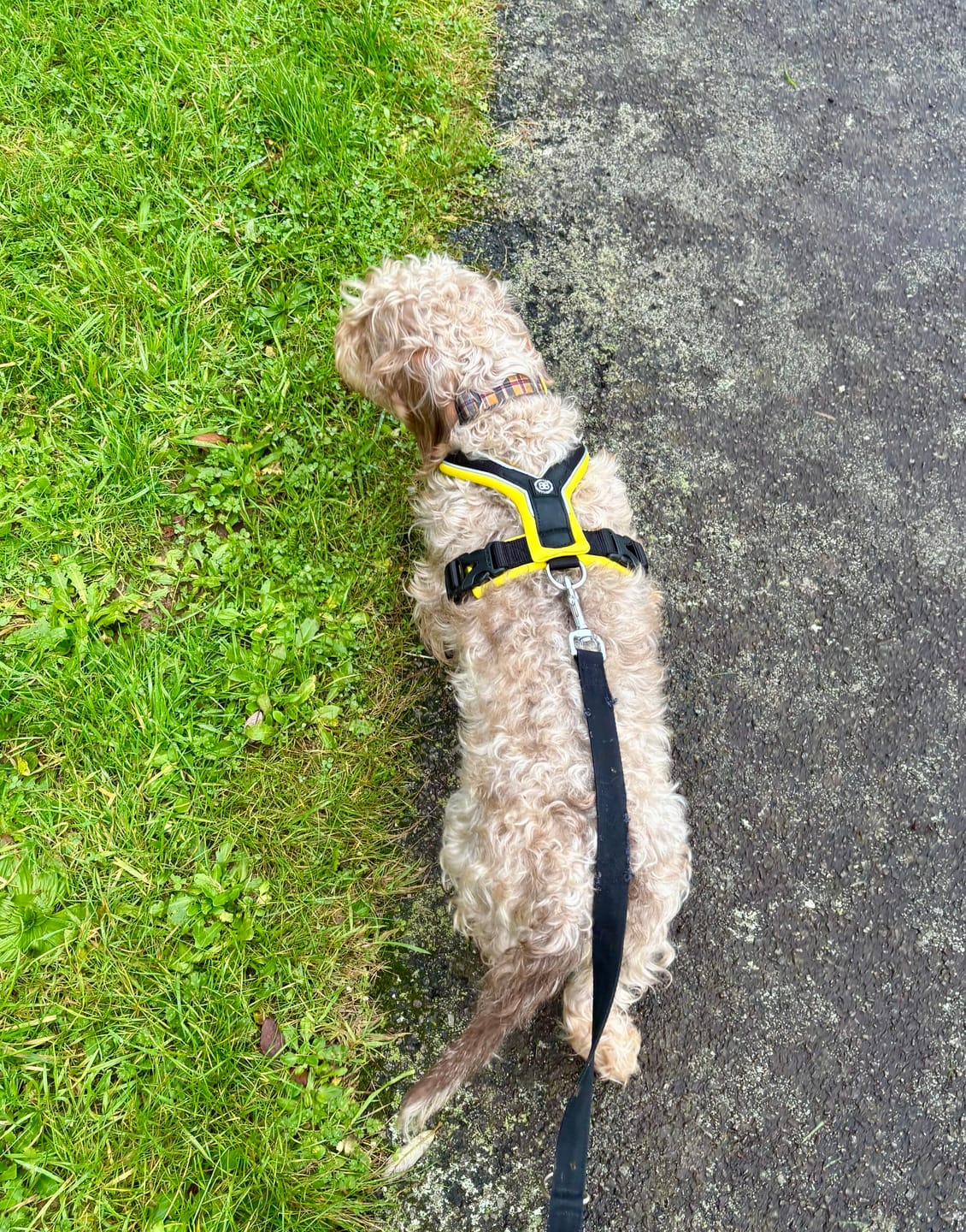 Customer photo review of Slip on Harness | Foam Padded - Black x Yellow