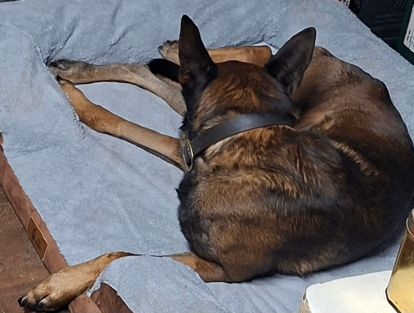 Customer photo review of Pet Perfect Hondenmand - Orthopedisch - Afritsbaar - Bruin