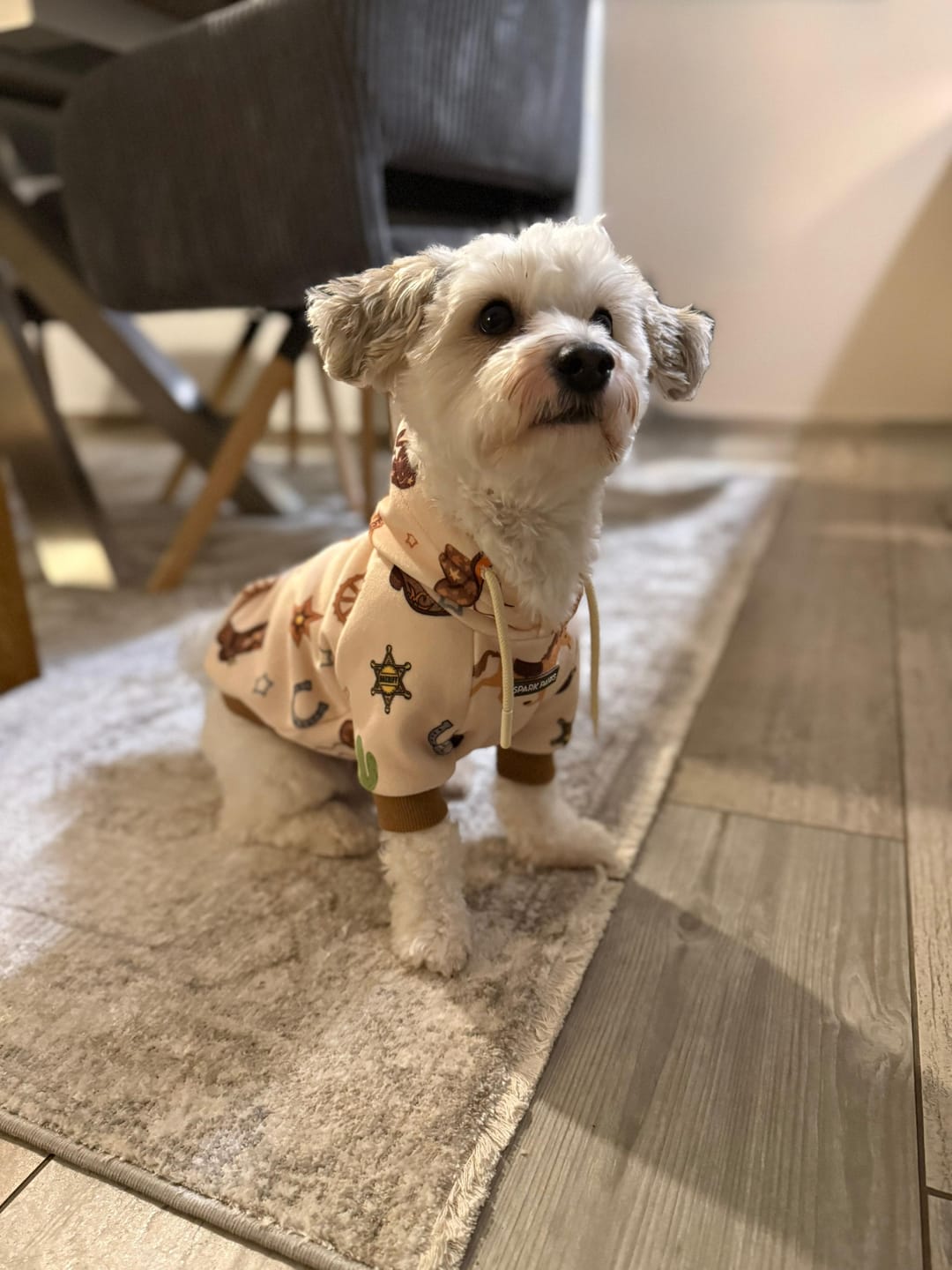Customer photo review of Rodeo Dog Hoodie