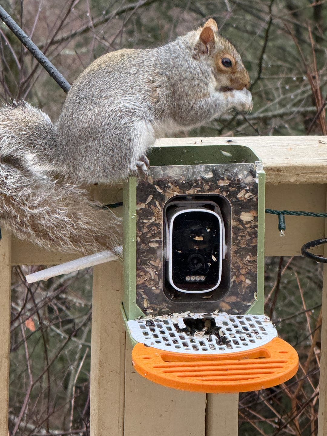 Customer photo review of VINGUYS Seed Guard V-feeder Add-on