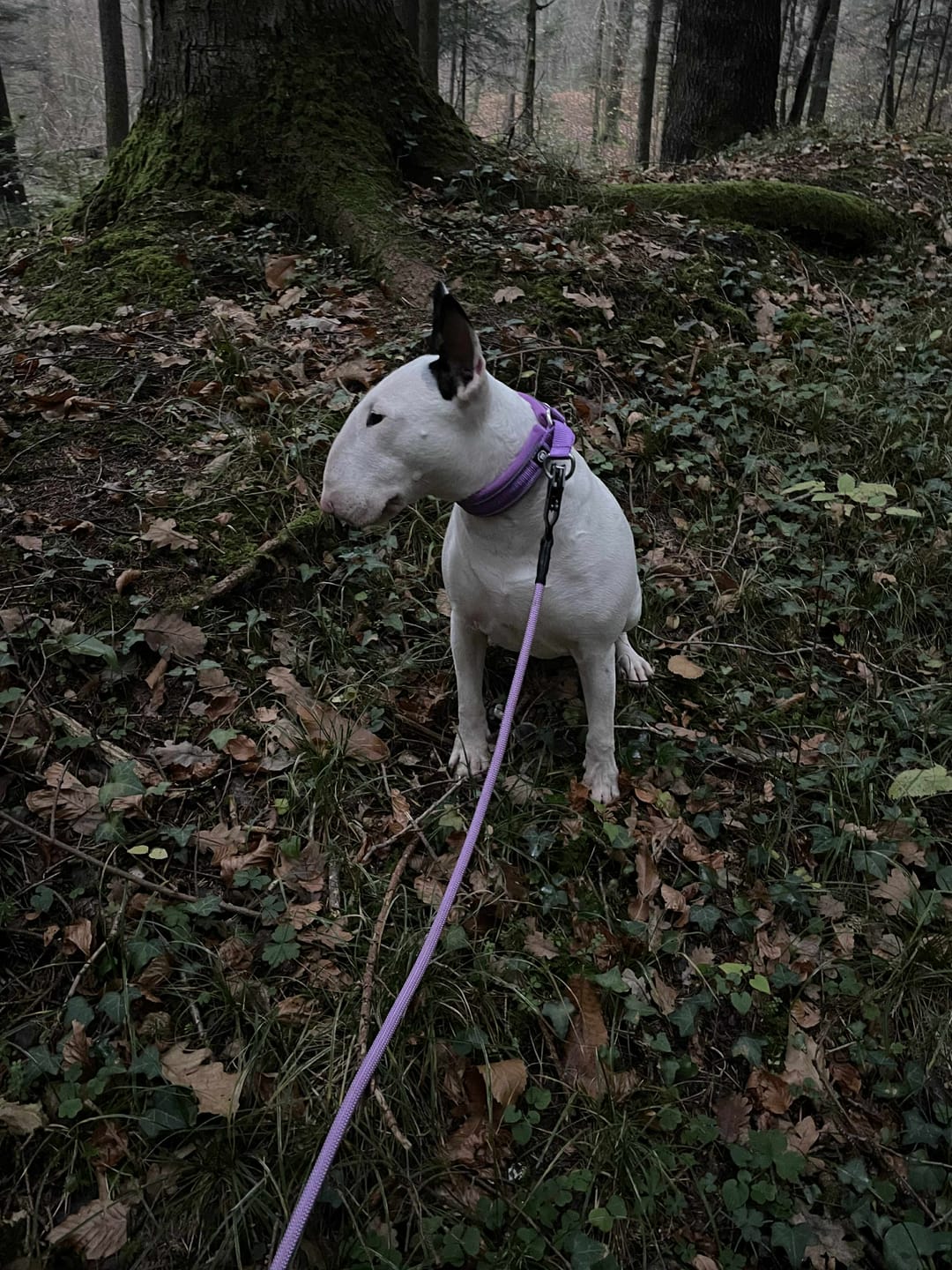 Customer photo review of 3cm Slip on Collar | Foam Padded - Purple